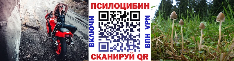Галлюциногенные грибы Psilocybe hydra ссылки Вязьма